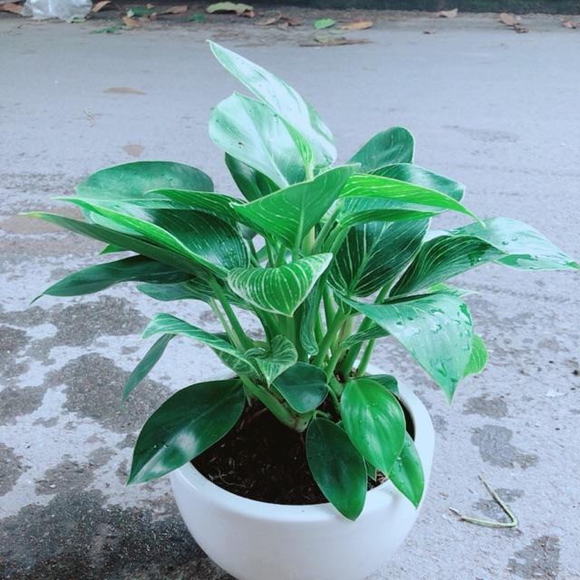 Chậu Trầu Bà Hoàng Kim