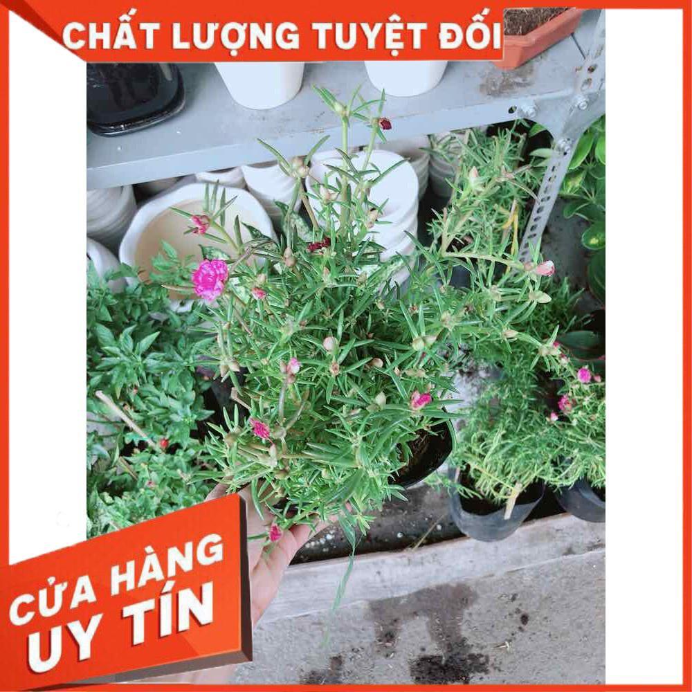 Hoa mười giờ mỹ Nhiều Người Mua