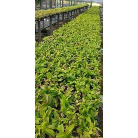 Phong lan phi điệp 5 cánh trắng Hiển Oanh cây giống 7-10cm cây cực đẹp