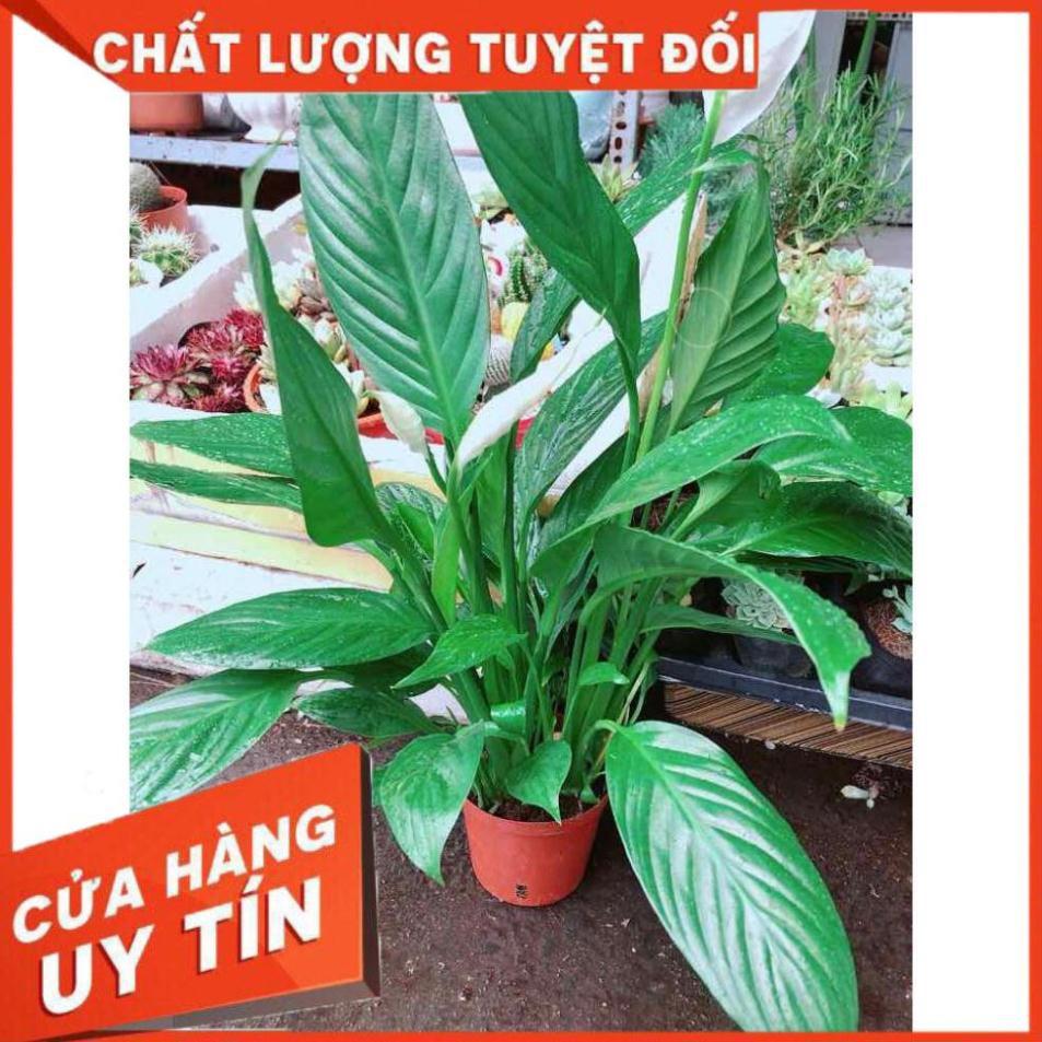 Chậu cây lan ý Nhiều Người Mua