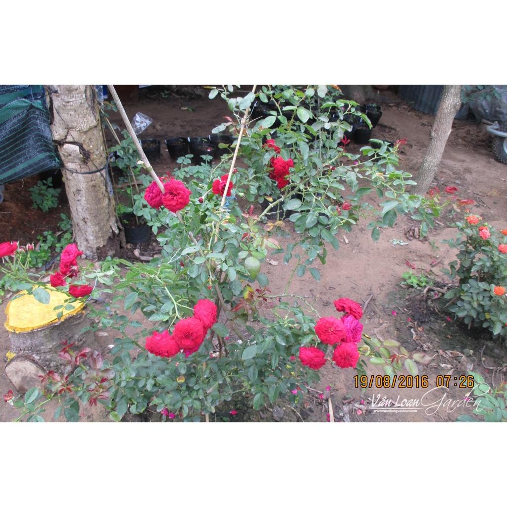 Hoa hồng ngoại Red Riding Hood - bầu to cây trưởng thành