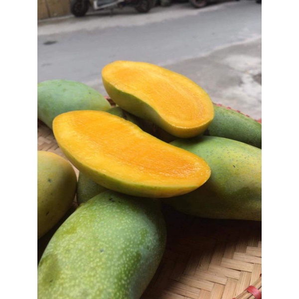 CÂY GIỐNG XOÀI KHÔNG HẠT SIÊU SỚM