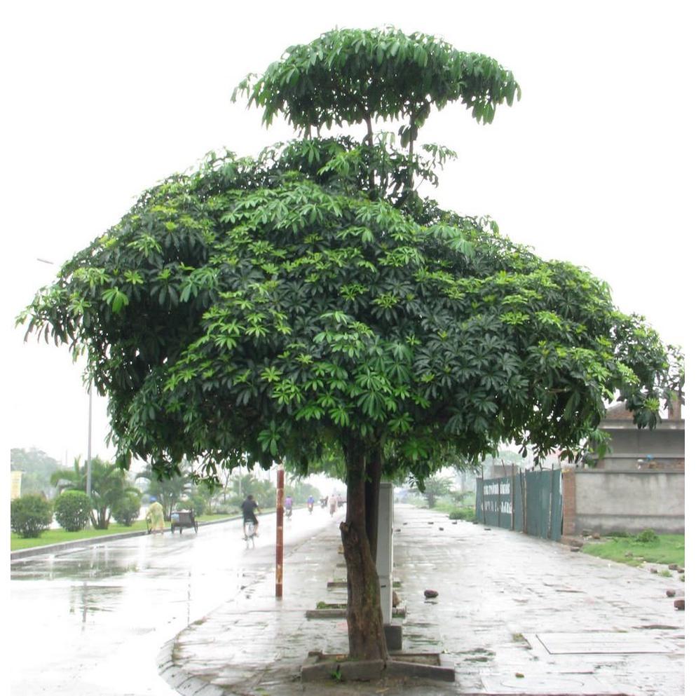 COMBO 10 CÂY GIỐNG HOA SỮA