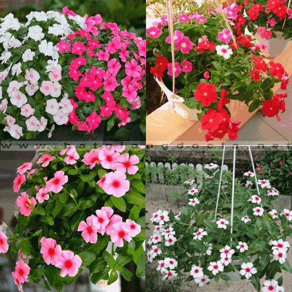 Hạt Giống Hoa Dừa Cạn Rũ F1 Nhiều Màu CT407 - Gói 50 hạt