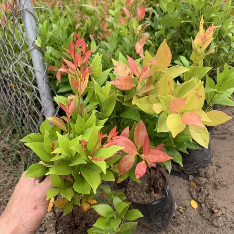 Cây hồng lộc cao 40cm, cây công trình sống lâu năm, dễ trồng và chăm sóc, phù hợp trang trí công viên và ven tường rào