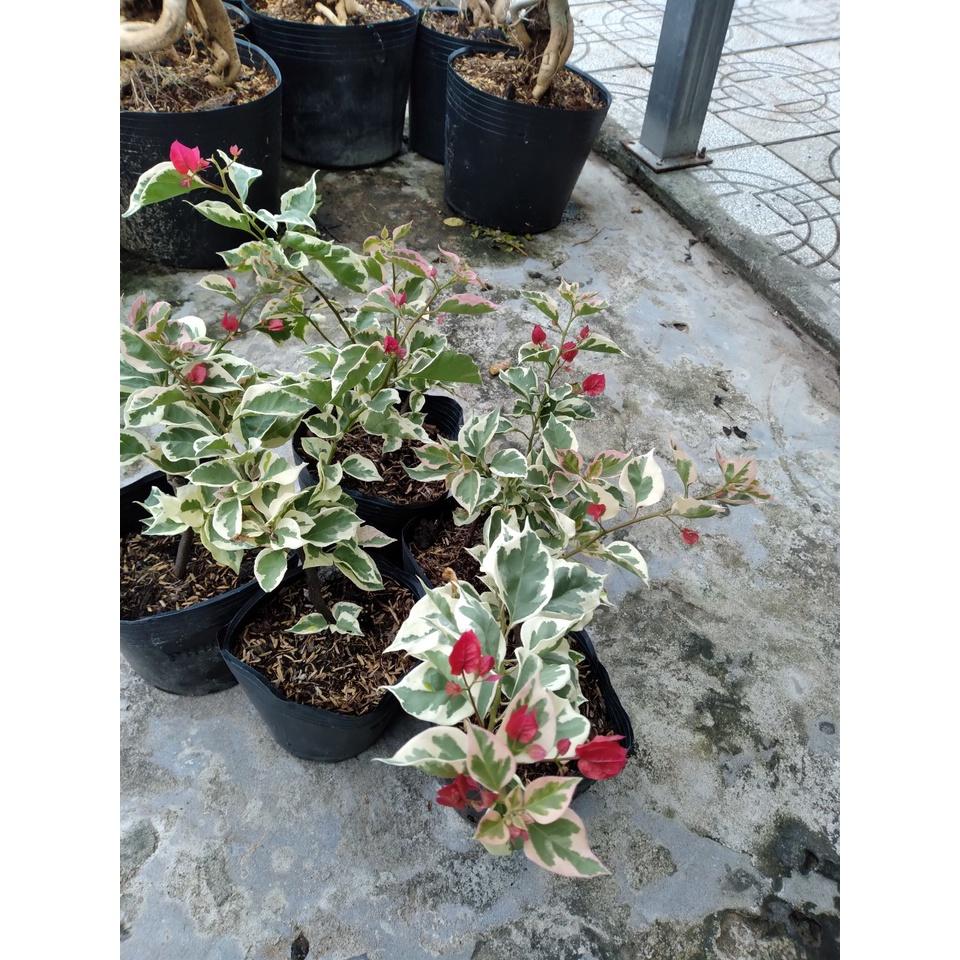 Cây hoa giấy cẩm thạch - cây cảnh để bàn + tặng phân bón cho cây