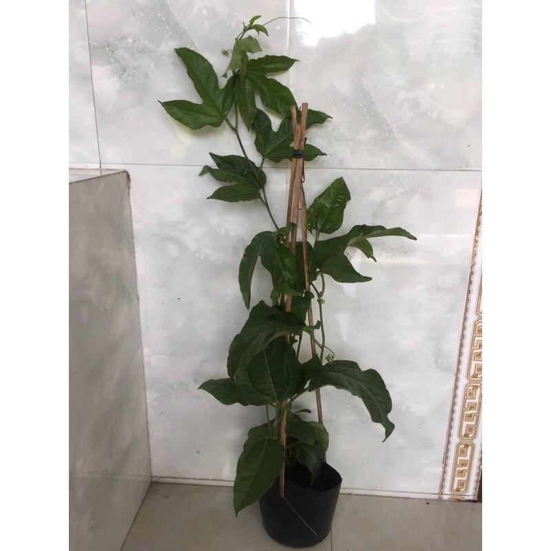 Cây giống chanh dây leo