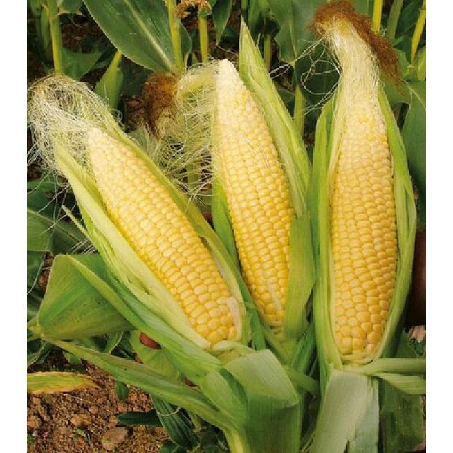 Combo 5 gói hạt giống ngô các loại dể trồng -gói 30 hạt-tặng kèm gói phân bón lót