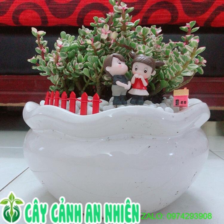 Chậu Cây Cành Vàng Lá Ngọc