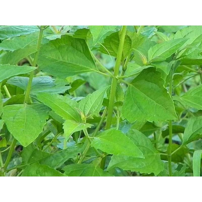 Cây cỏ lào