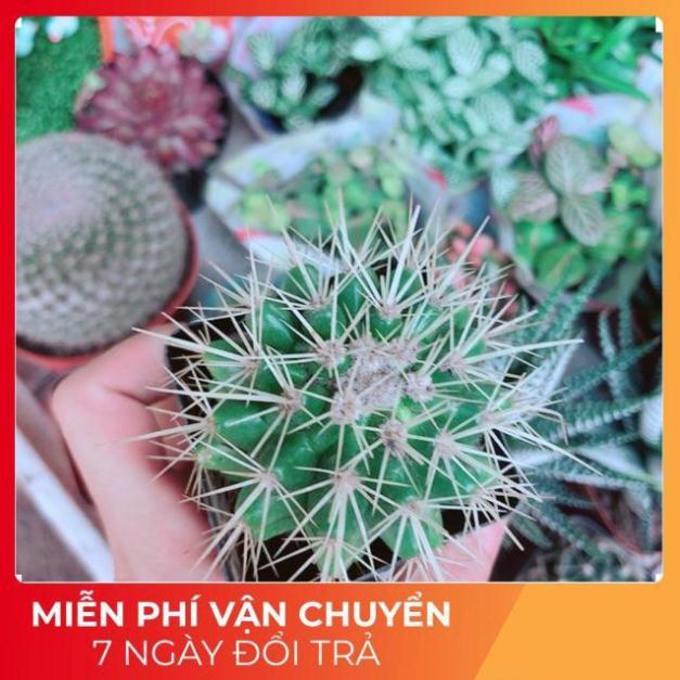 Xương Rồng Kim Hổ