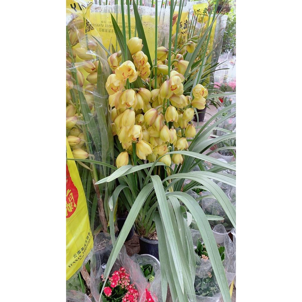 Bụi Địa Lan Lớn