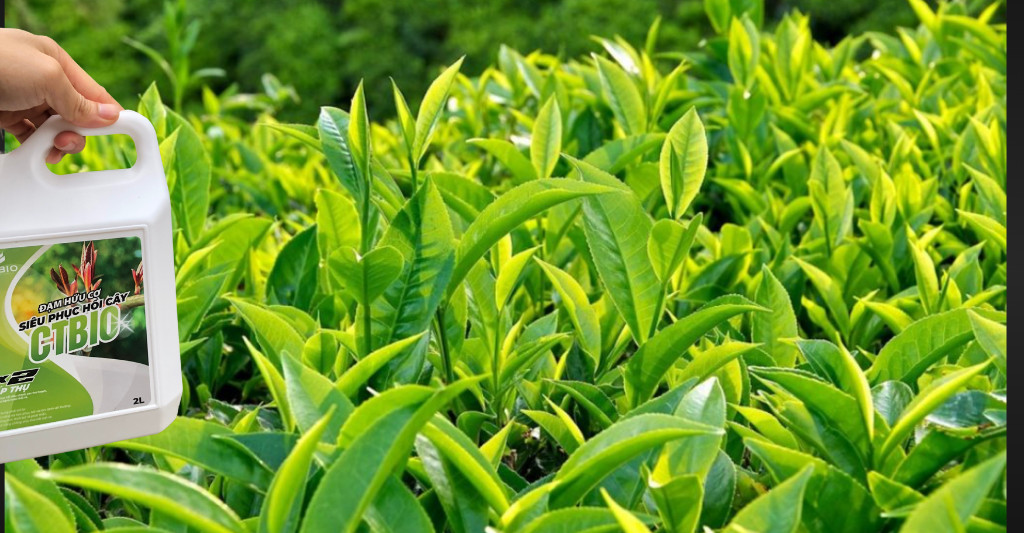 SIÊU PHỤC HỒI CÂY CTBIO - phân hữu cơ