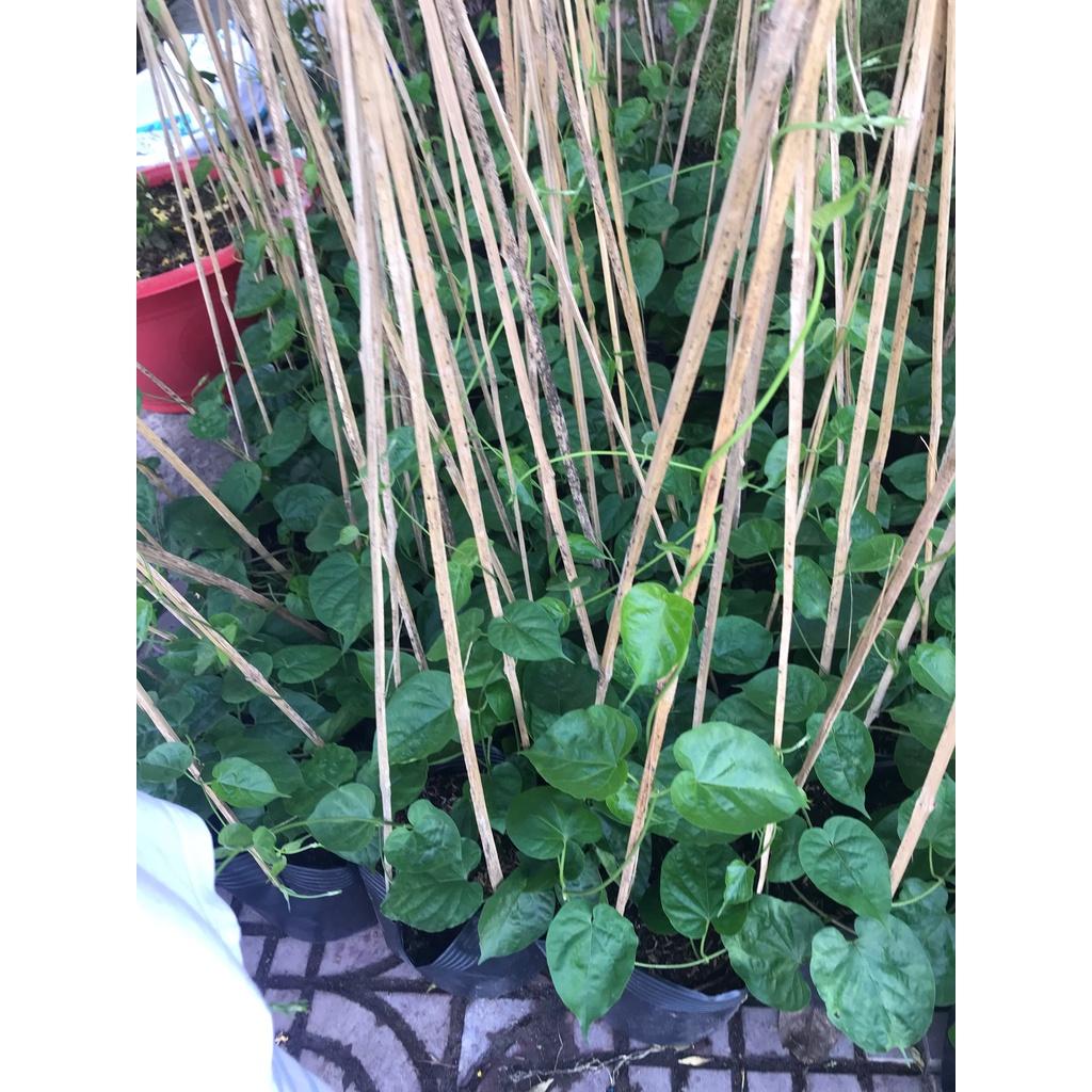 Cây giống hoa thiên lý + tặng phân bón cho cây mau lớn