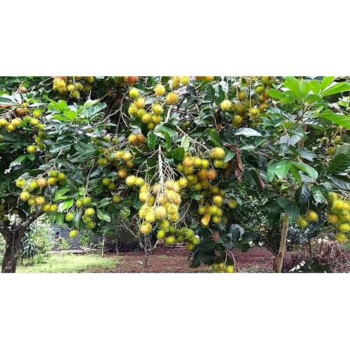 CÂY GIỐNG CHÔM CHÔM NHÃN SIÊU NGON SIÊU QUẢ- CAM KÊT GIỐNG CHUẨN F1 - CGCCNF1