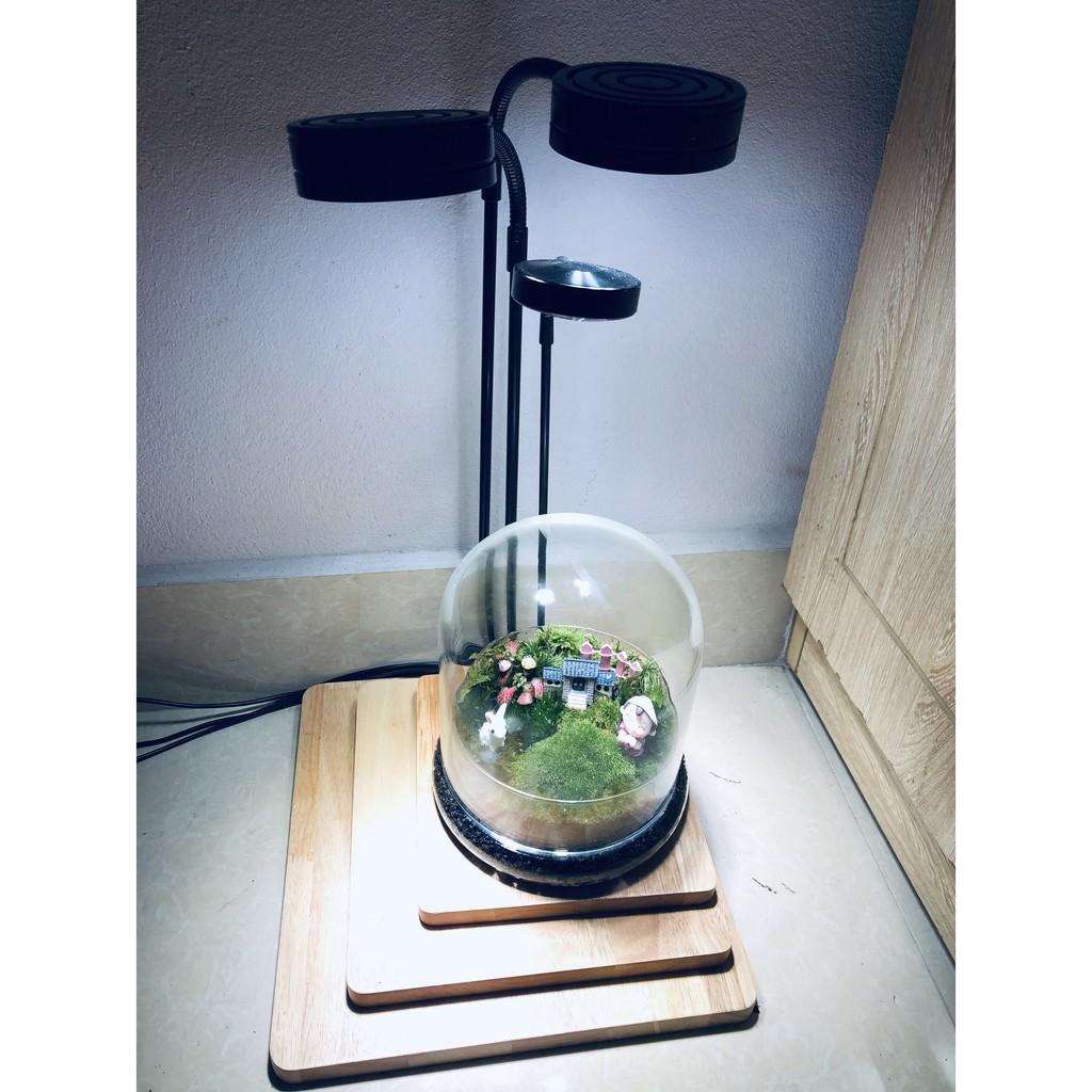 Combo Bình Terrarium, Đèn đế gỗ 3W, 1 tấc Rêu Weeping,03 ngọn Rêu đầu trắng, phân nền trộn dớn, 02 món trang trí