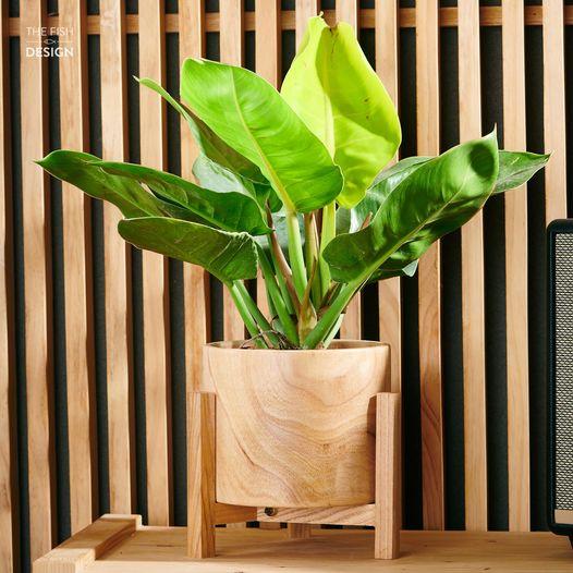 Chậu Cây Đế Vương Vàng LS | The Fish Design