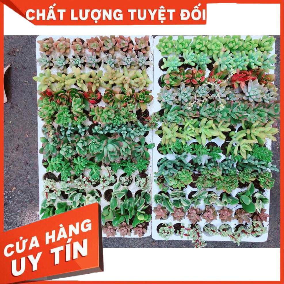 Combo 12 cây sen đá vỉ Nhiều Người Mua