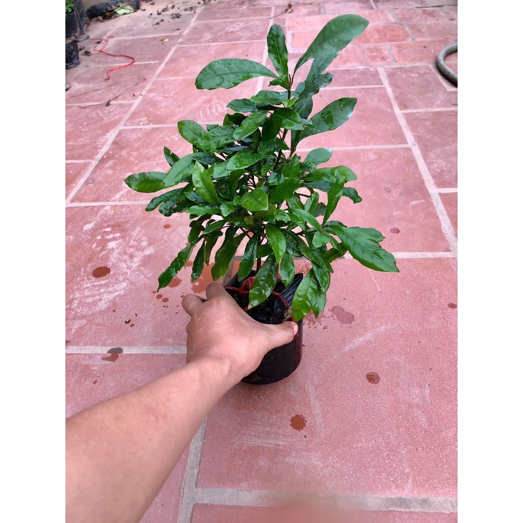 Cây thần kì cao 30 cm