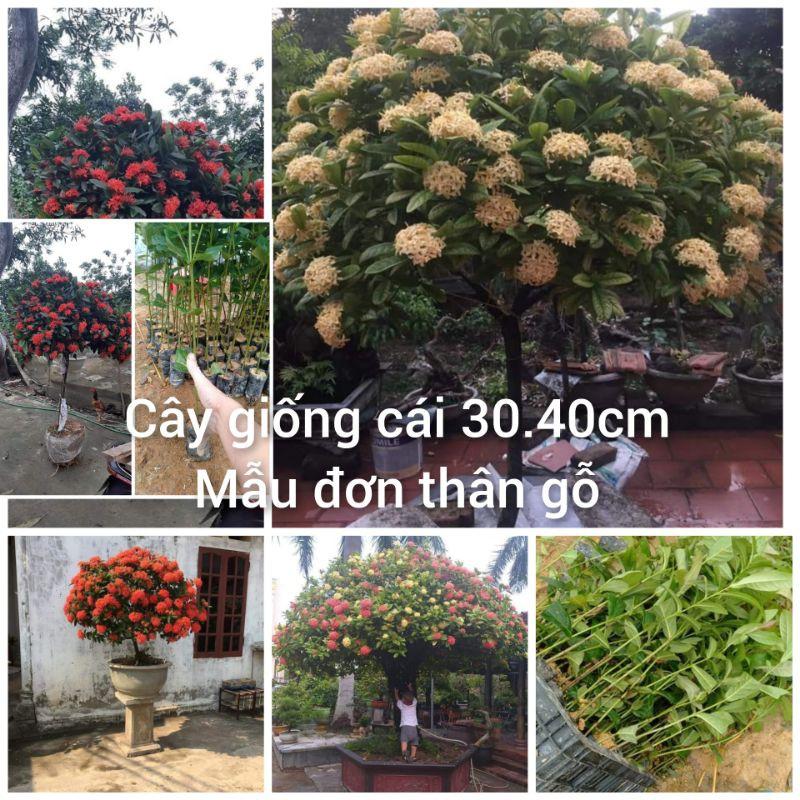 com bo 10 cây mẫu đơn thân gỗ cây giống