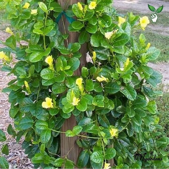 CHẬU HOA LEO HUYNH ĐỆ