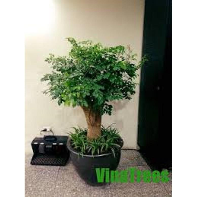 CÂY HẠNH PHÚC- CÂY PHONG THỦY MANG LẠI TÀI LỘC CHO GIA CHỦ -