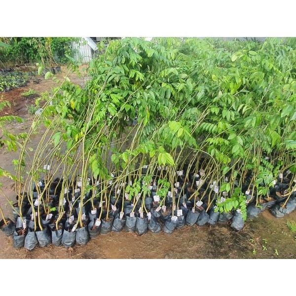 Cây Sưa Đỏ giống cây lấy gỗ mang lại giá trị kinh tế cao