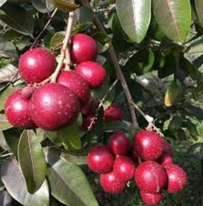 Cây nhãn tím, giống Cây nhãn tím ghép