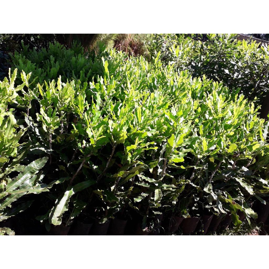 Cây giống MẮC CA QN1 CAO SẢN- Cây ghép cao 1.5 m. ()