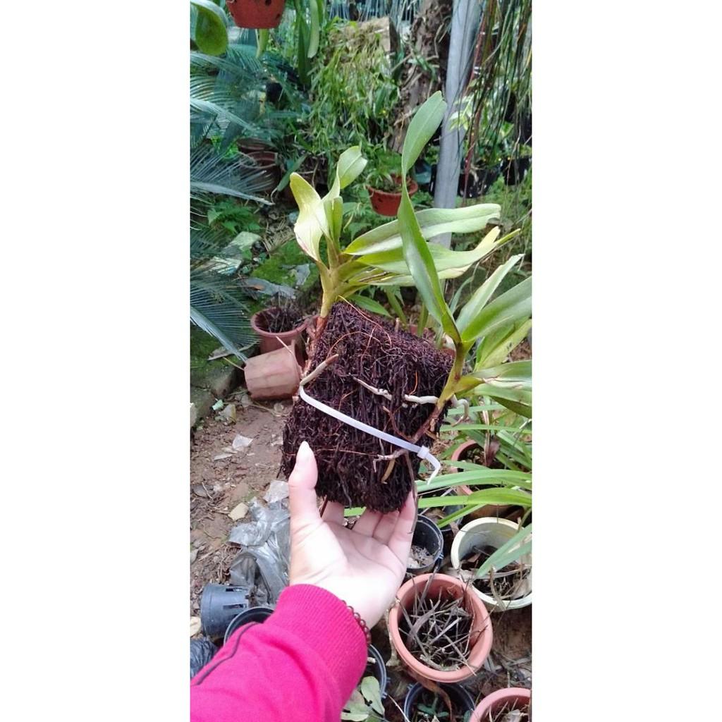 Hoa phong lan tam bảo sắc