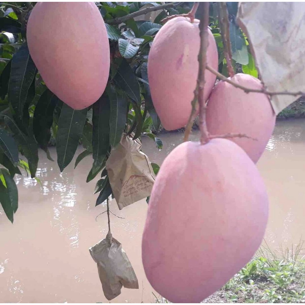 CÂY GIỐNG XOÀI HỒNG THÁI KHỔNG LỒ