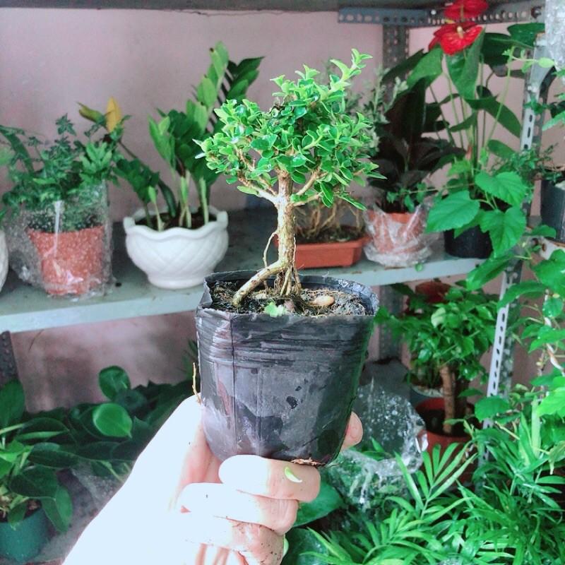 Sam Hương Bonsai Mini