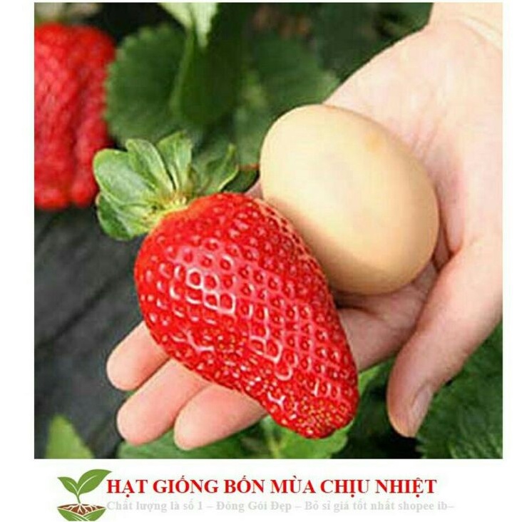 Hạt giống Dâu tây đỏ trái to 50 hạt
