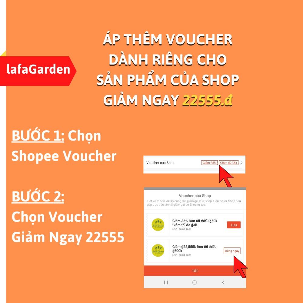 Cây tùng tuyết mai kích thước , có bầu đất khỏe mạnh, sai hoa