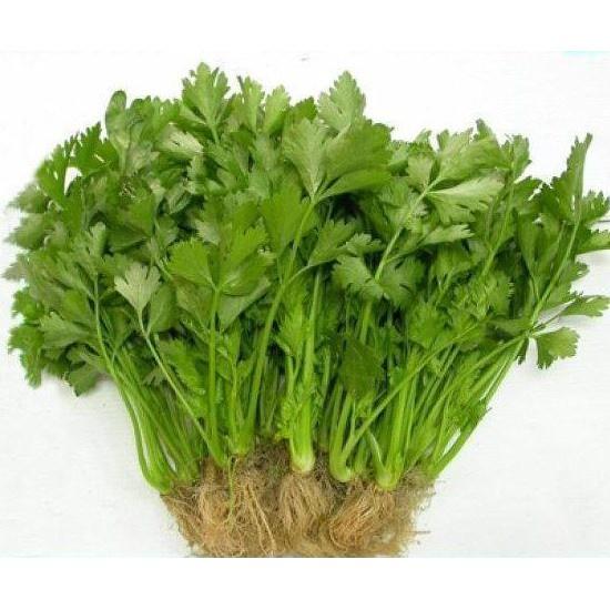Hạt giống Cần Tây 10g. Dùng làm nước ép cần tây
