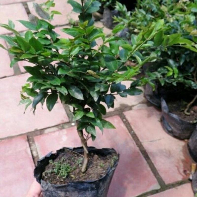 Cây nho thân gỗ tứ quý - cây ăn quả + tặng phân bón cho cây mau lớn