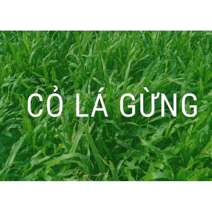 Hạt giống cỏ lá Gừng - cỏ lá Tre - 100 hạt 1 gói