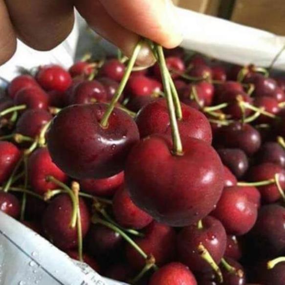 CÂY CHERRY ANH ĐÀO RA QUẢ QUANH NĂM