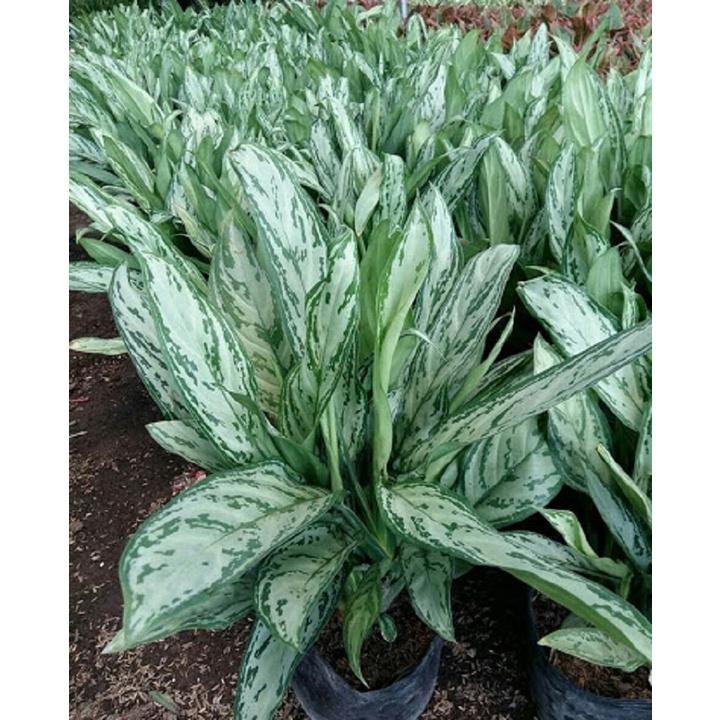 CHẬU CÂY NGÂN HẬU- CÂY PHONG THỦY VƯỢNG KHÍ, VƯỢNG TÀI LỘC CHO GIA CHỦ