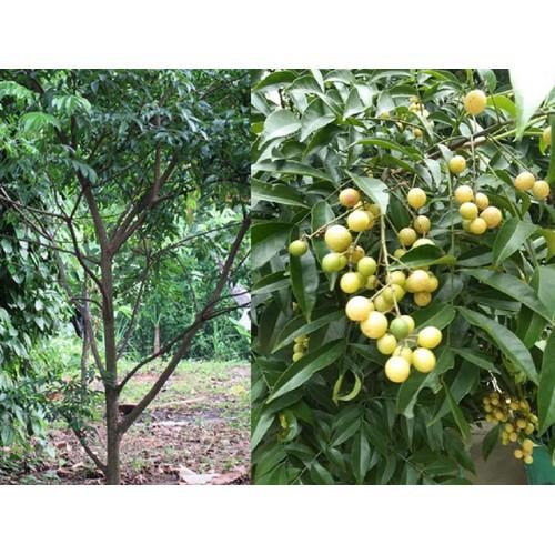 COMBO 10 CÂY GIỐNG CÂY MẮC MẬT , CAM KẾT GIỐNG CHUẨN F1 - CB10CGCMM