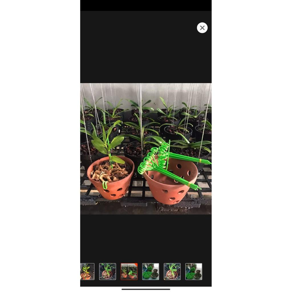 Set 10 que kẹp chậu lan, cố định keiki, kẹp ki lan đủ size
