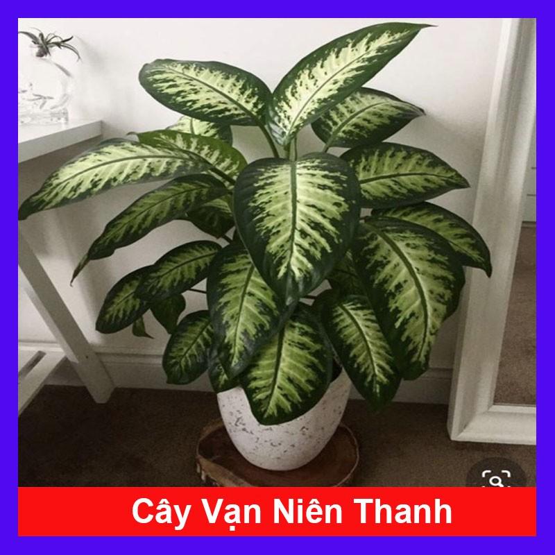 Cây Vạn Niên Thanh - Cây cảnh để trong nhà + Tặng phân bón cho cây