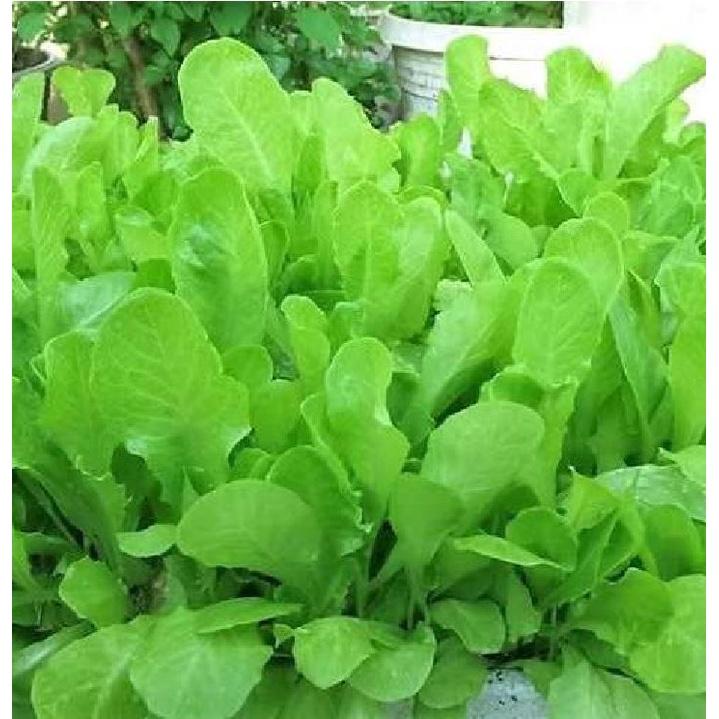 Hạt Giống Xà Lách Ăn Non Baby dể trồng f1- Gói 10GR-tặng kèm gói phân bón lót