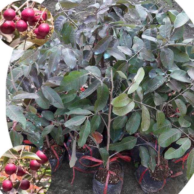 CÂY GIỐNG NHÃN TÍM SIÊU QUẢ SIÊU KINH TẾ