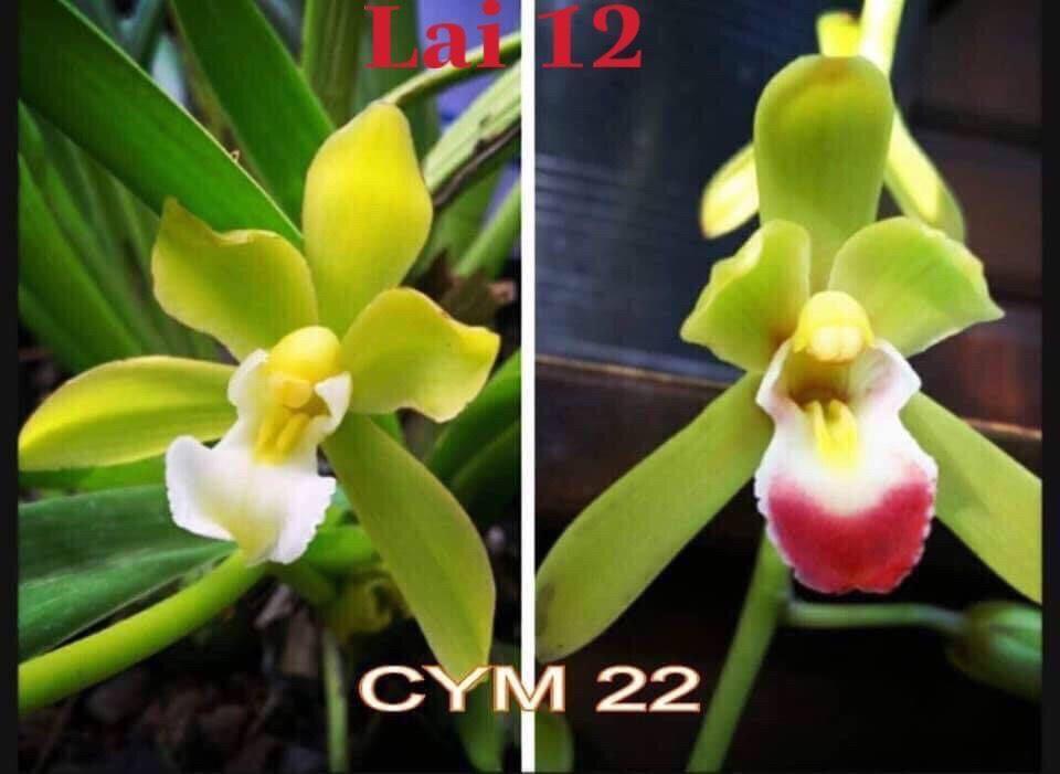 Kiếm Thái, Thân kiếm thái hoa cực đẹp, hoa xổ tùy duyên cam kết chất lượng