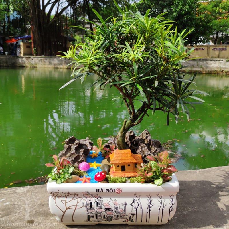 Cây TÙNG LA HÁN giống, cây cao 30-40 cm, bầu lớn, cây khỏe xanh, CÁCH TẠO THẾ BONSAI