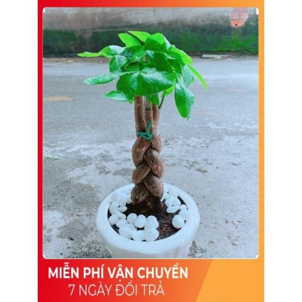 Chậu Kim Ngân 3 Thân Thắt Bính