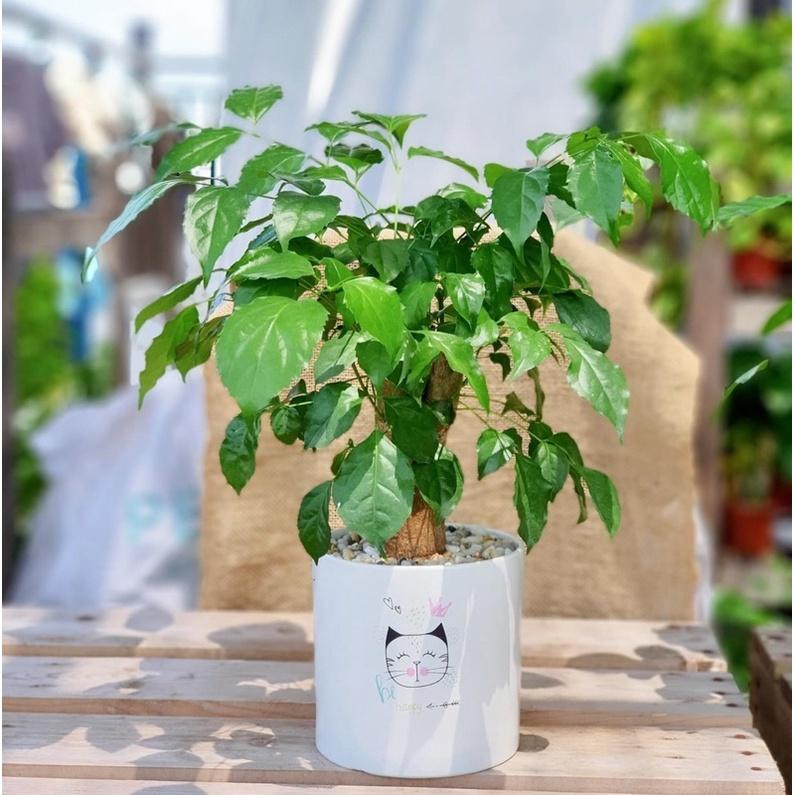 Chậu Trụ Trồng Cây Cảnh MiNi Đủ Size Sẵn Hàng