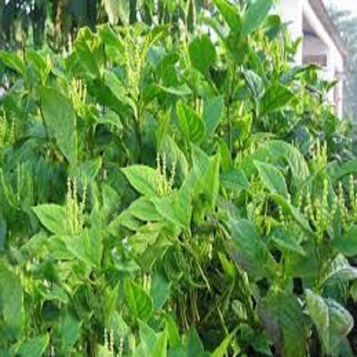 NGUYÊN BẦU CÂY GIỐNG CÂY HOA SÓi