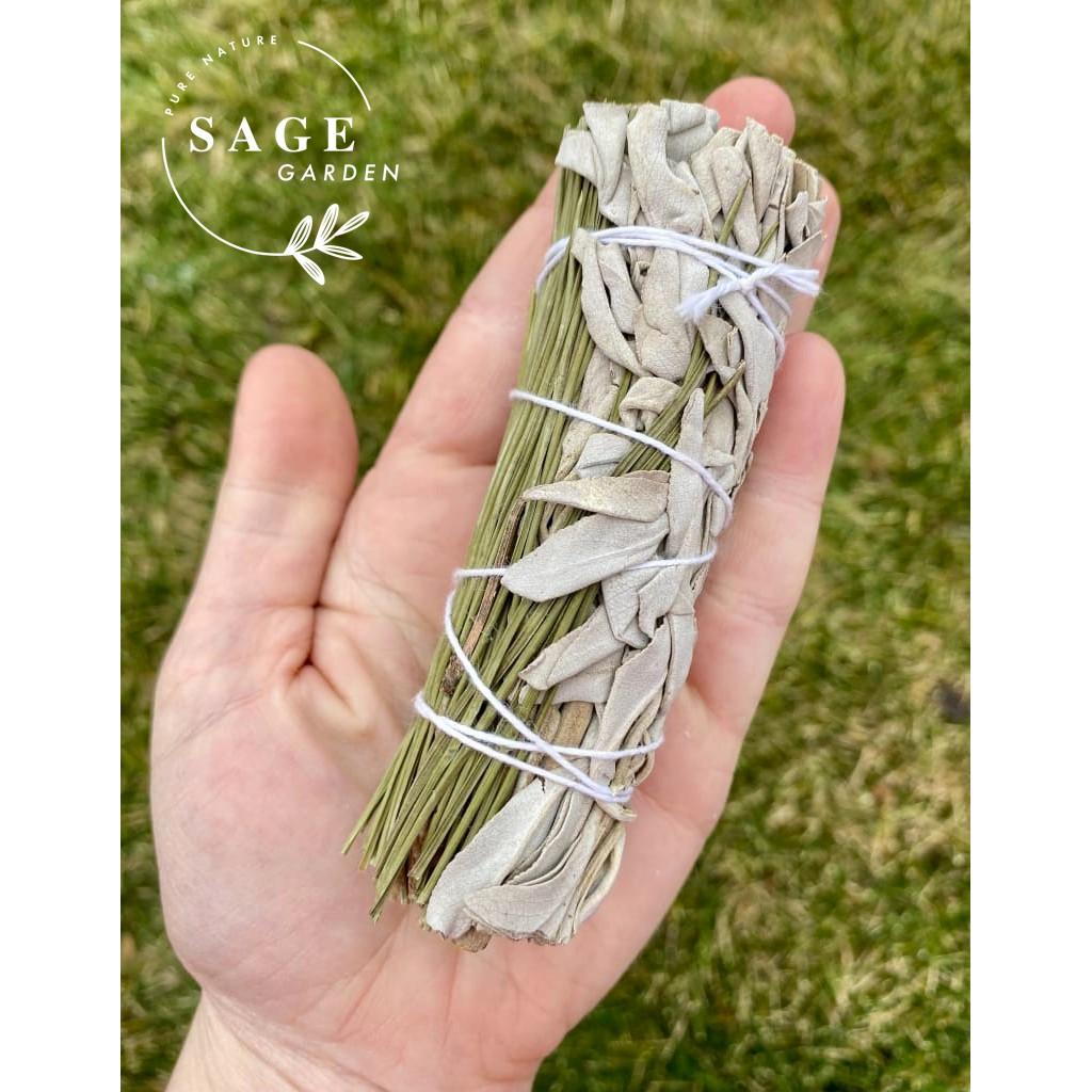 XÔ THƠM TRẮNG & LÁ THÔNG_Size chuẩn 12cm_SAGE GARDEN